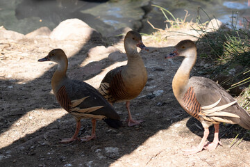 two plumed whistling ducks in the shade and one in the sun