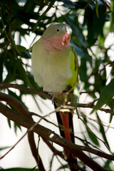 the princess Alexandra parrot is perched in a tree