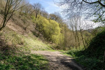 Obraz premium Path Through a Spring Forest A winding dirt path through a vibrant green forest, with dappled sunlight on the ground