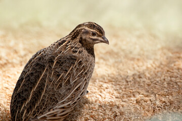 the quail is a brown and cream small bird
