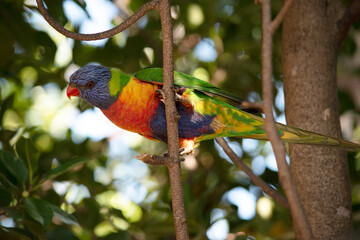 the rainbow lorikeet is perched on a tree branch