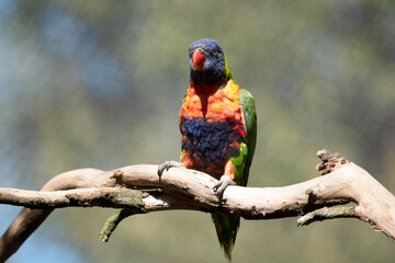 the rainbow lorikeet is perched on a branch