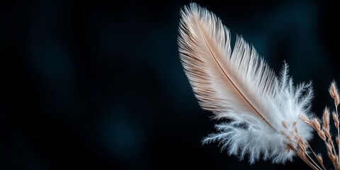 Obraz premium A feather is shown on a black background