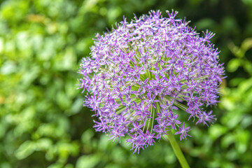 the Cawdor Castle in Scotland