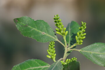 close up of branch of rhamnus alaternus (Mediterranean buckthorn) plant