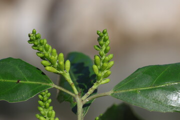 close up of branch of rhamnus alaternus (Mediterranean buckthorn) plant