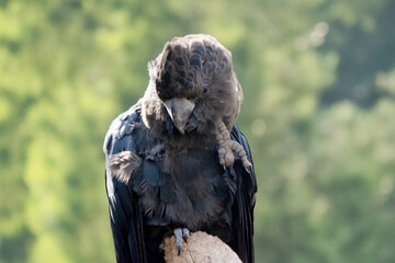 the red tailed black cockatoo is having a scratch