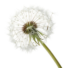 White flower with a green stem