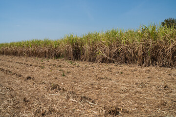 Obraz premium Sugarcane field farm in Southeast Asia