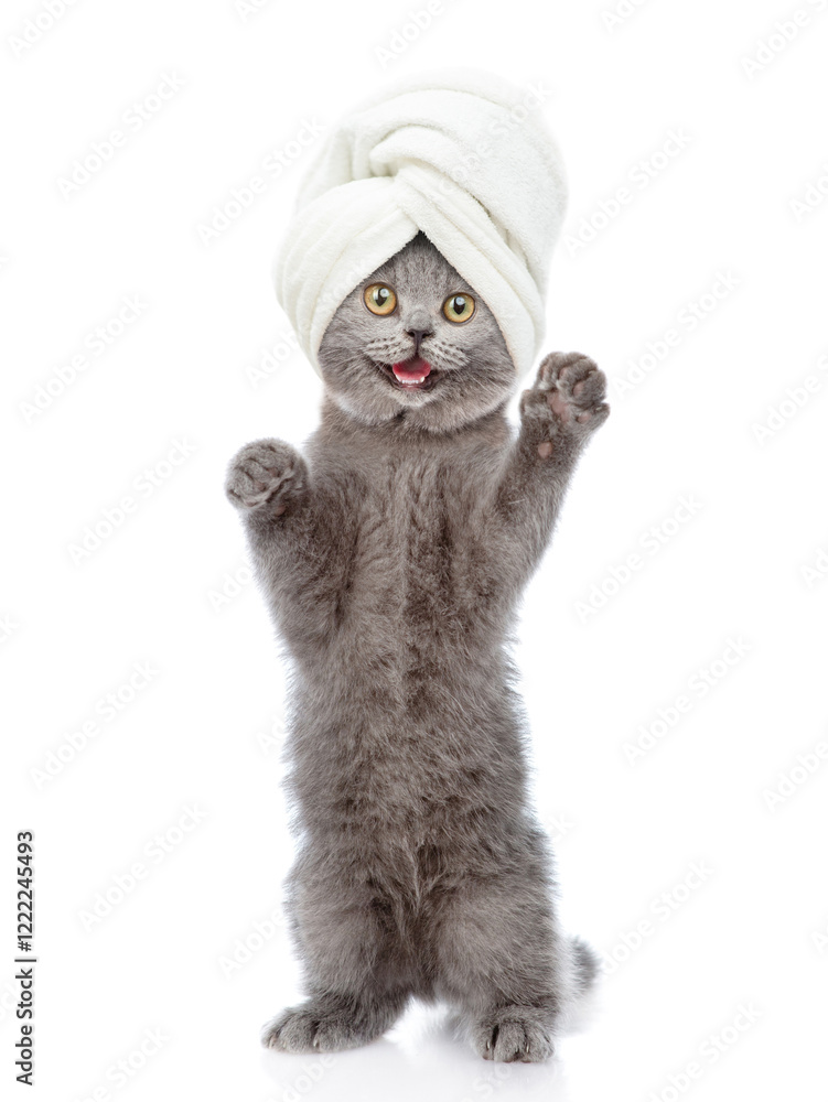Aufkleber happy kitten with towel on it head stands on hind legs in front view and looks at camera. isolated o