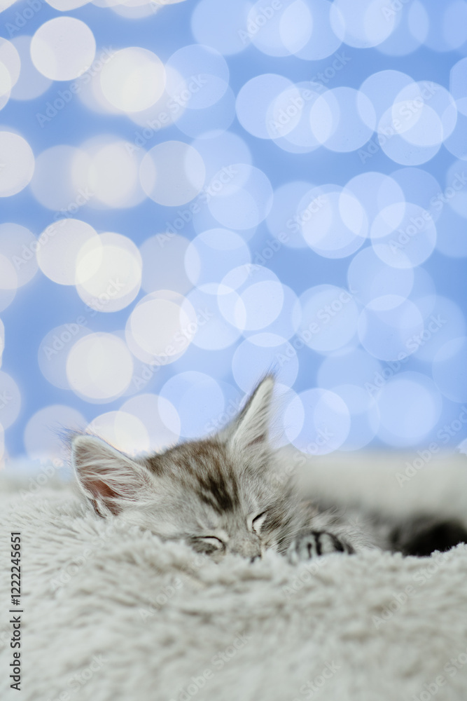 Aufkleber tiny maine coon kitten sleeps on a bed at home on festive blue blurred background. empty space for t