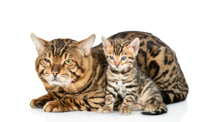 Obraz premium Cats family. Big bengal cat and tiny kitten lying together. isolated on white background
