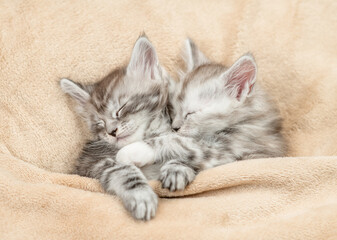 Two cozy Maine coon kitten sleep under warm blanket on a bed at home. Top down view