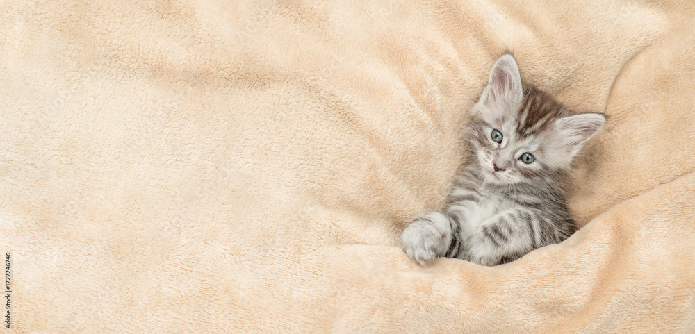 Poster cozy maine coon kitten lying under warm blanket on a bed at home. top down view. empty space for tex