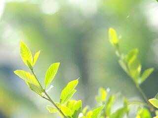 young shoot leaves green background sweet bokeh moving by wind