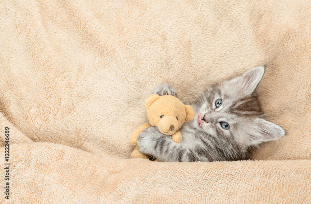 Aufkleber cozy tiny maine coon kitten lying with favorite toy bear under warm plaid on a bed at home. top down