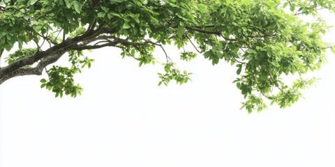 Fototapeta premium Tree Base. Fresh Green Grass Background with Copy Space for Beautiful Garden Environment 
