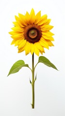 Obraz premium Bright sunflower with vibrant yellow petals.
