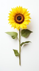 Naklejka premium Bright sunflower with green leaves, vivid colors.