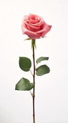 Fototapeta premium Elegant pink rose with green leaves on a stem