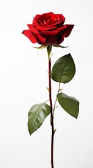 Fototapeta premium Vibrant red rose with lush green leaves.