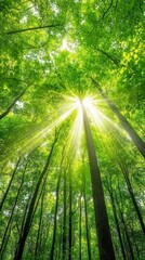 Naklejka premium Sunlight Streaming Through Dense Tree Canopy in Serene Forest Environment, Creating a Peaceful and Tranquil Natural Scene with Rays of Light Penetrating Lush Green Foliage, Generative AI