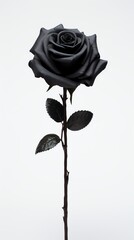 Elegant black rose on a minimalistic background