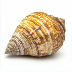 Obraz premium Seashell, ocean, white background, coastal decor