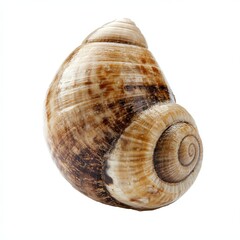 Obraz premium Seashell spiral, isolated, white background, ocean souvenir