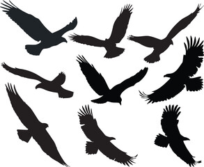 Set of Flying Silhoutte Eagls 1