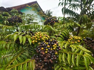 The curry leaf plant has an edible fruit with a sweet and fragrant flavor, but the seeds are...
