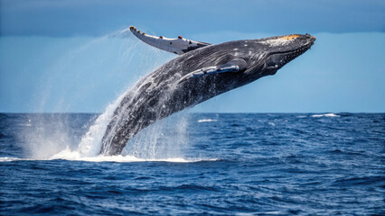 Fototapeta premium Whale natural world. World Whale Day Save the Ocean. A humpback whale breaches the ocean surface, creating a splash against a clear blue sky.