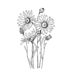 Composition with blooming wildflower daisy, chamomile blooms and buds. Vector illustration. Sketch painted by black inks. Black line on white isolated background. For clip art card logo package