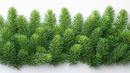 Obraz premium Top view of fir tree branches symmetrically arranged in a horizontal line ultra-detailed pine needles vibrant green color on a white background. Generative AI