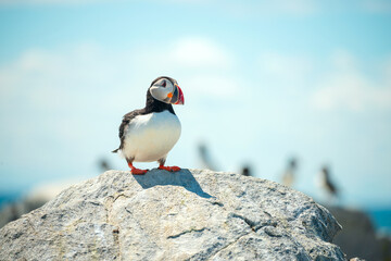 Fototapeta premium funny cute bird puffin on rocks on the water blue water of the ocean and other birds