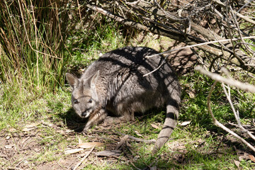 the tammar wallaby is hiding in a bush