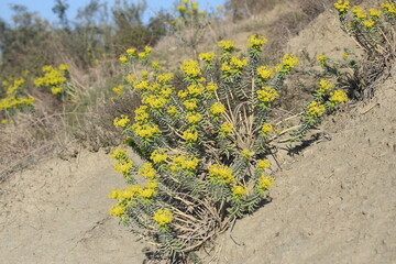 Yellow flowers of Euphorbia rigida which is also known as gopher spurge