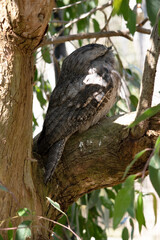 the tawny frogmouth is in a fork of the tree