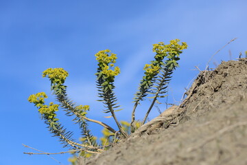 Yellow flowers of Euphorbia rigida which is also known as gopher spurge