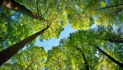 Tree and sky Green forest in the morning, trees in the woods ,Looking up at the green tops of trees, the sun through the window
