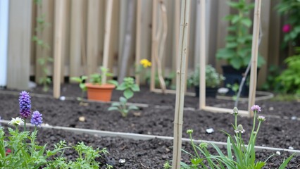 Urban Gardening Blooming Flowers and Young Plants in a Raised Bed