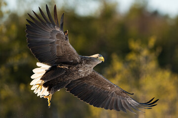 White-tailed eagle in flight at sunny forest