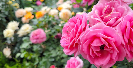Beautiful roses