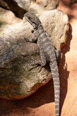 the water dragon lizard is climbing up a rock