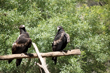 two wedge tailed eagles sharing a perch