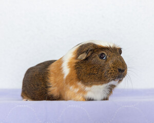 Tricolour guinea pig on purple background