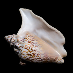 Lobatus raninus seashell on a black background