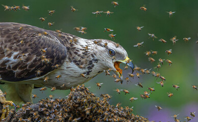 Honey buzzard Hawk eating honey stock photo