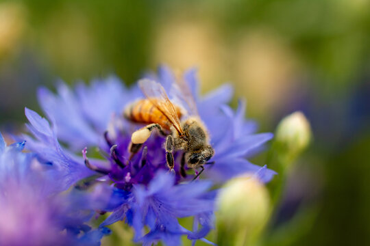 Close-up of bumblebee collecting pollen from a vibrant blue flower