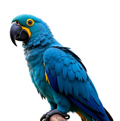 Obraz premium Ultrarealistic Hyacinth Macaw, 8K Photo, Vivid Blue Feathers, Soft Light, Sharp Beak & Yellow Accents, Golden Ratio, Isolated, White Background, Detailed, Lifelike, Bird Portrait. 